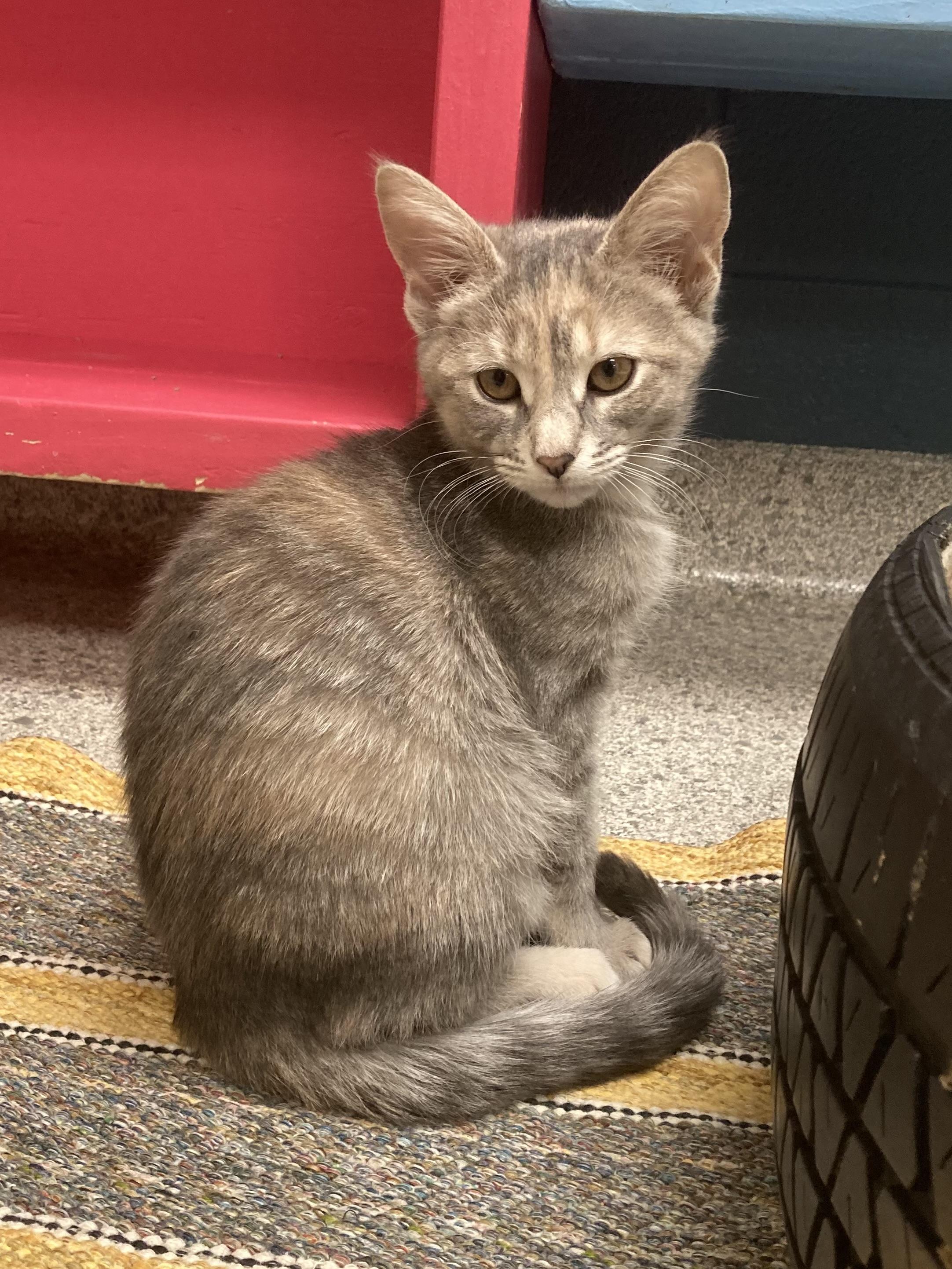 Enlarge Delilah, an adoptable Tabby in Valparaiso, IN image 4/5