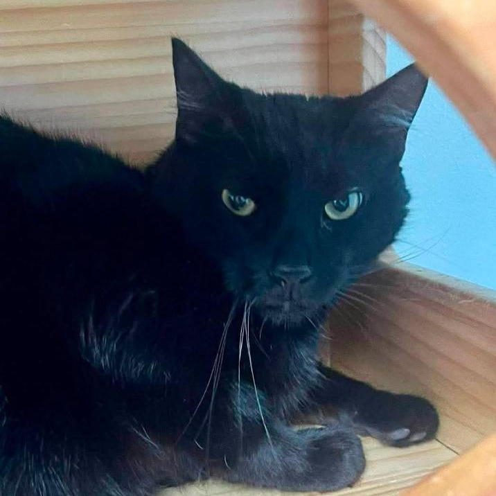Enlarge Taco Truck, a ADOPTABLE American Shorthair in New Philadelphia, OH image 1/1