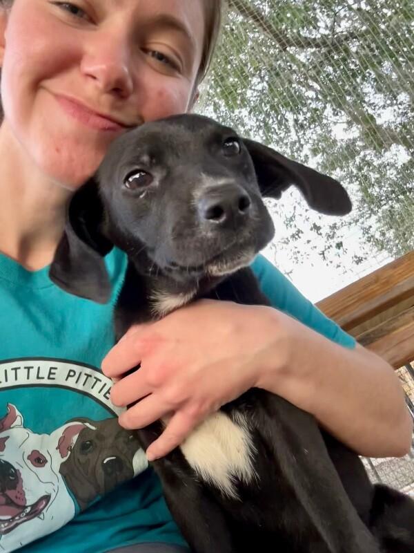 Poppy Flower — thumbnail 2