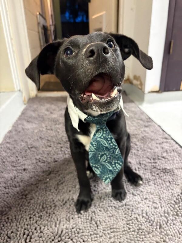 Poppy Flower — thumbnail 3