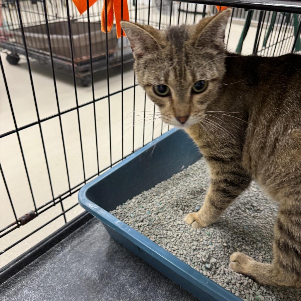 Enlarge Penelope, a Adoptable Domestic Short Hair in Redwood Falls, MN image 1/1