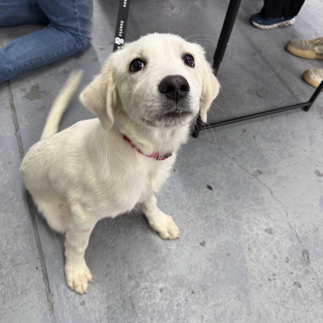 Aidan, Adoptable, Puppy Male Great Pyrenees.