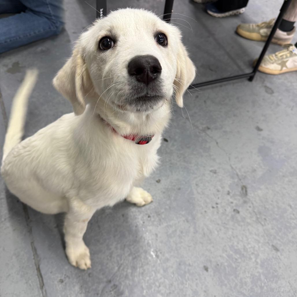 Aidan, Adoptable, Puppy Male Great Pyrenees.