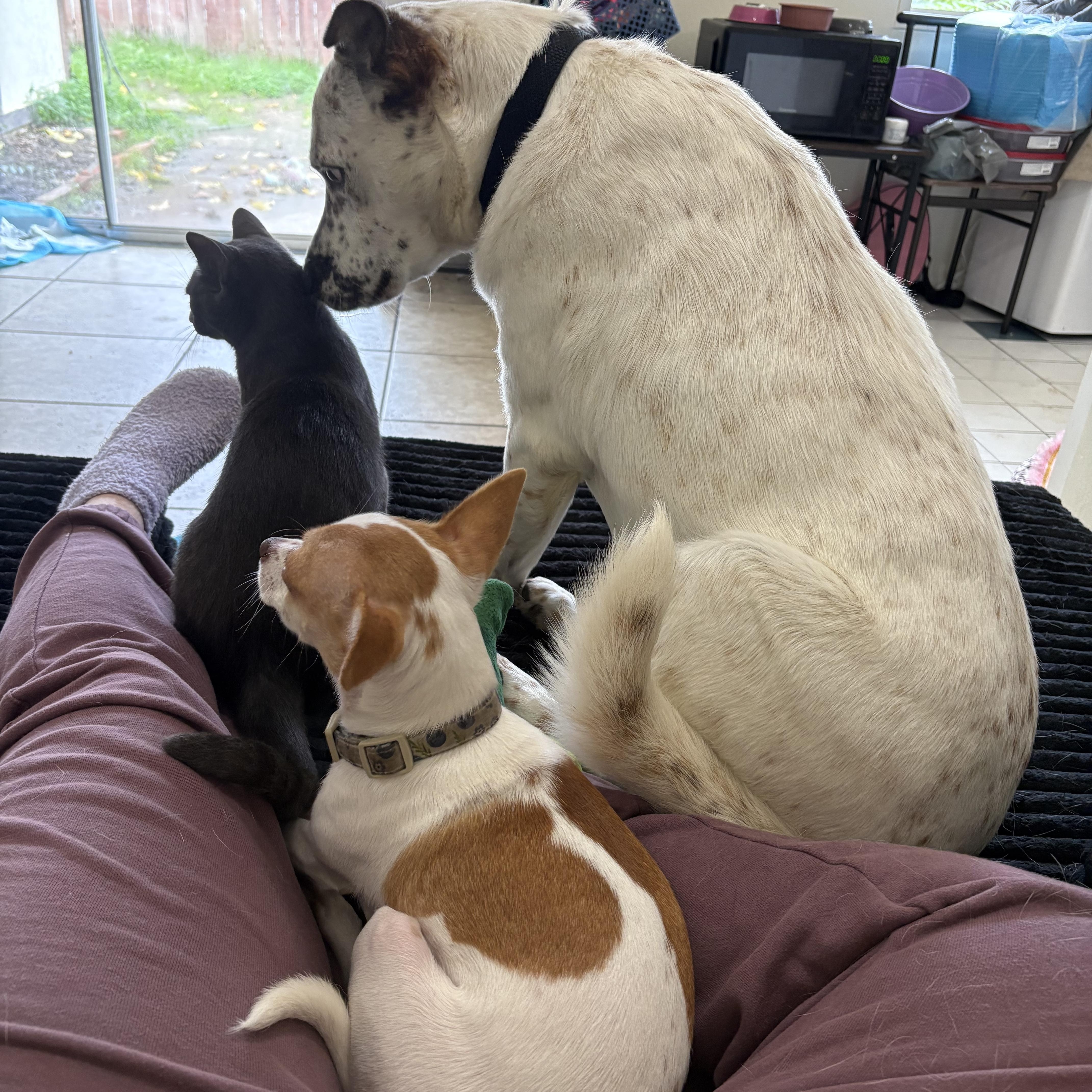 Blue, a ADOPTABLE mixed breed in Davis, CA image 3/3