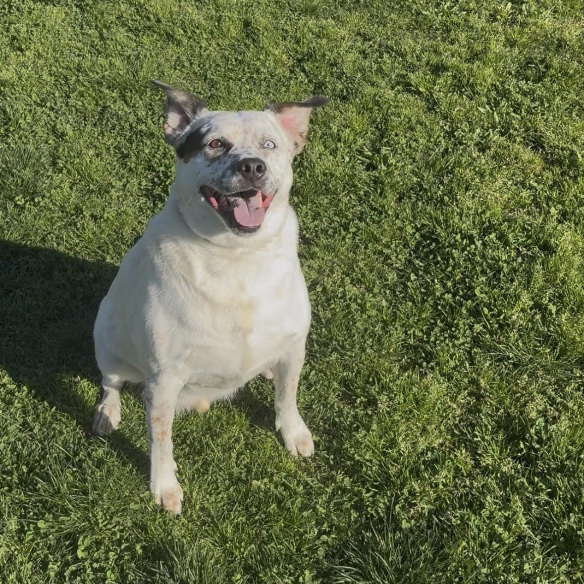 Blue, a ADOPTABLE mixed breed in Davis, CA image 1/3