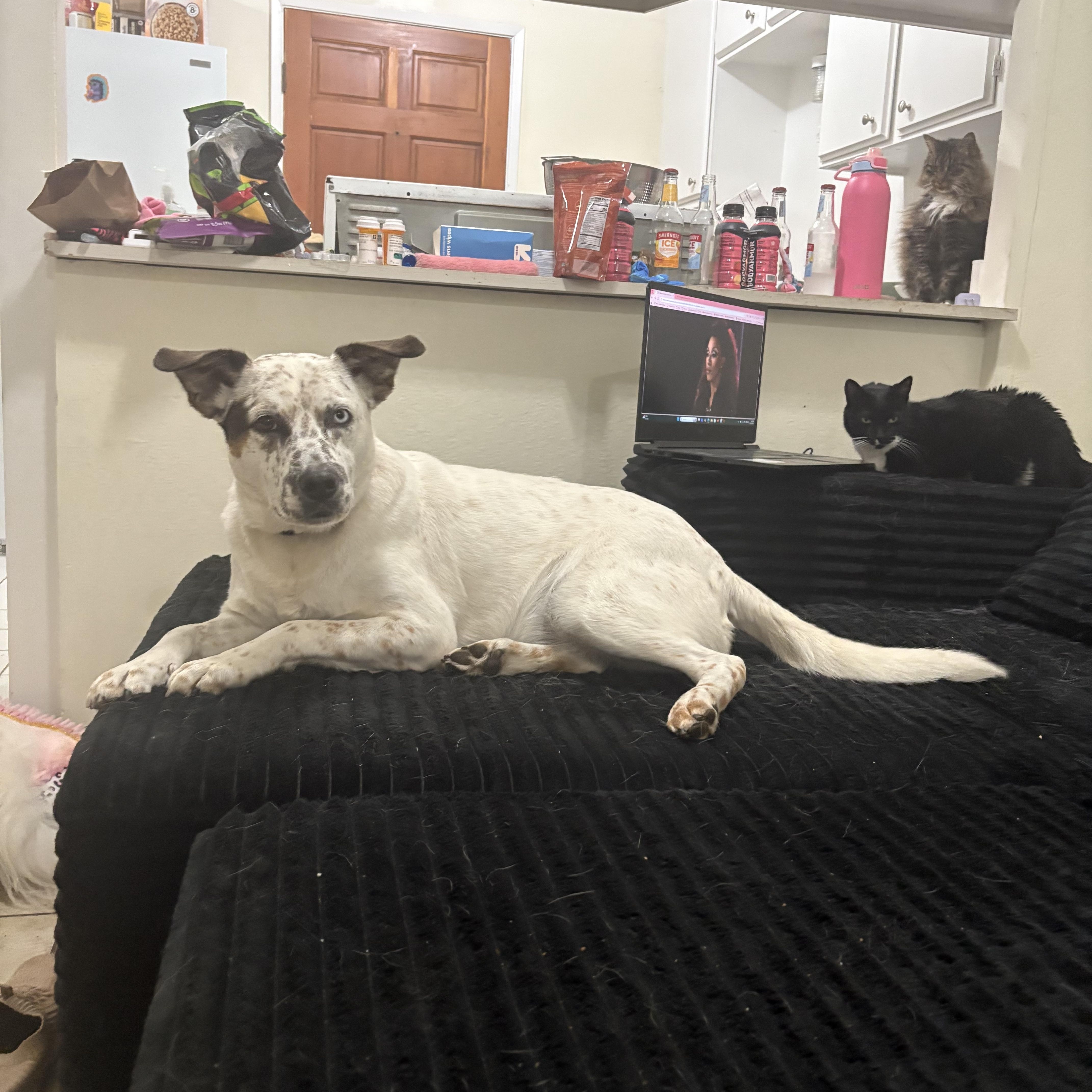 Blue, a ADOPTABLE mixed breed in Davis, CA image 2/3