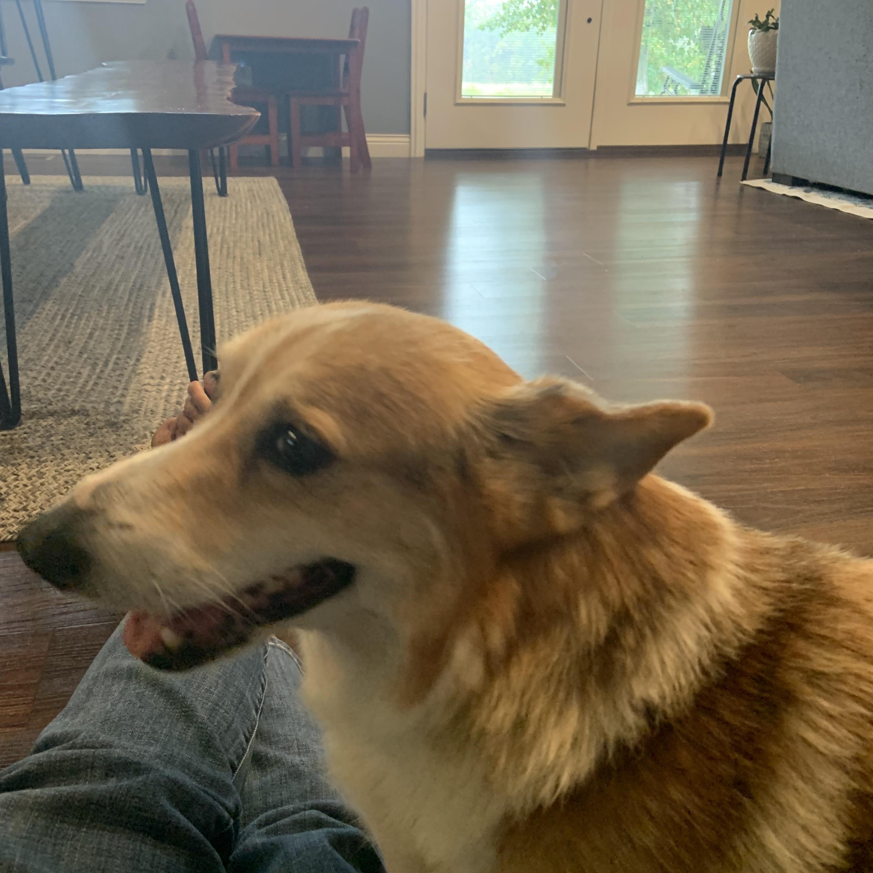 Enlarge Auggie, an adopted Corgi in Clarksburg, MO image 2/6