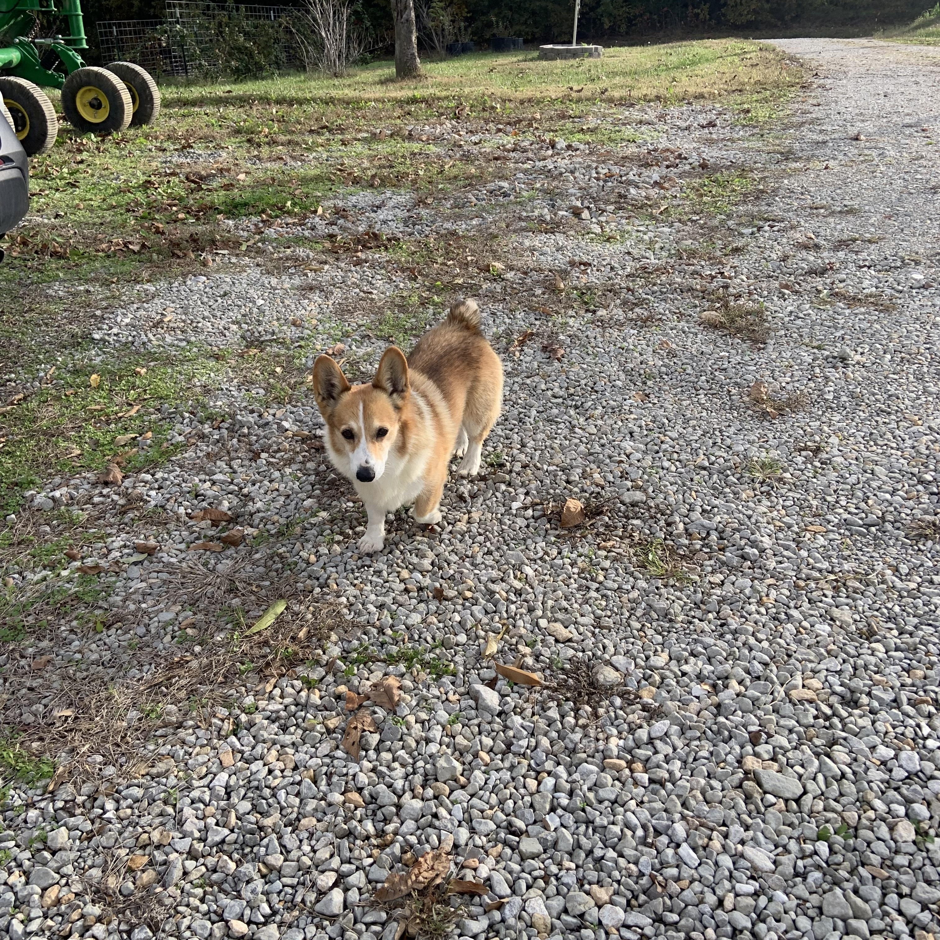 Auggie, adopted, Adult Male Corgi.