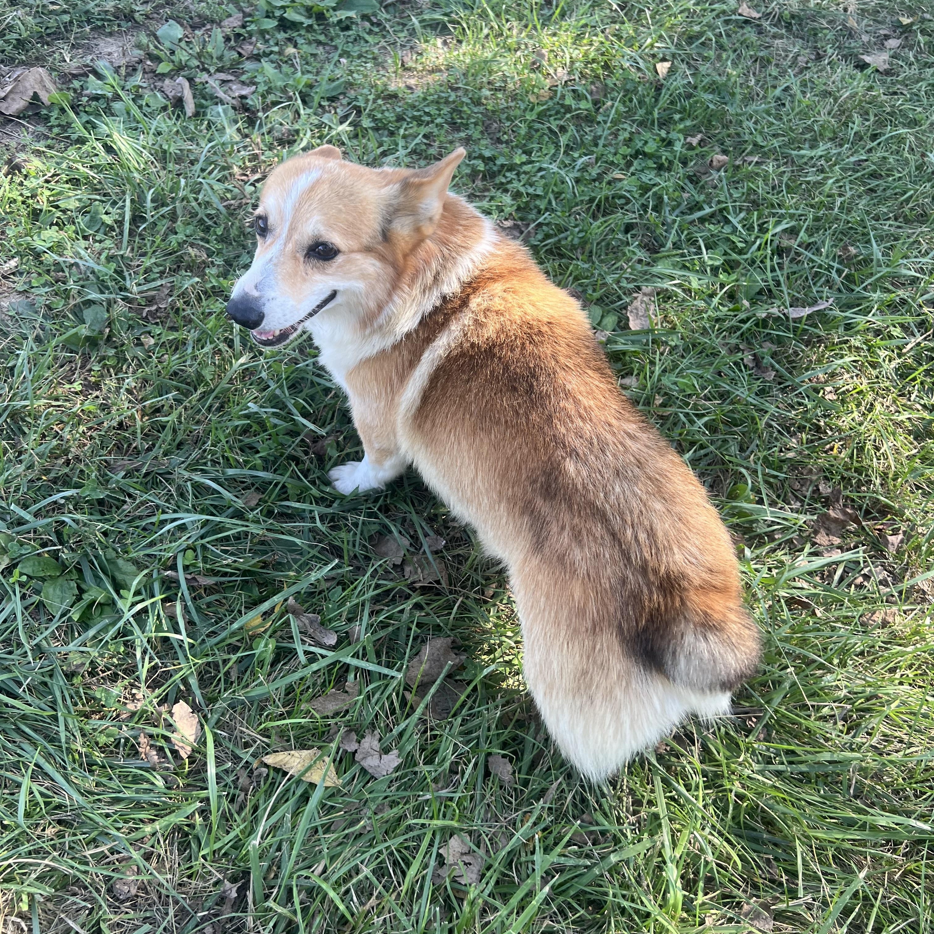 Enlarge Auggie, an adopted Corgi in Clarksburg, MO image 3/6