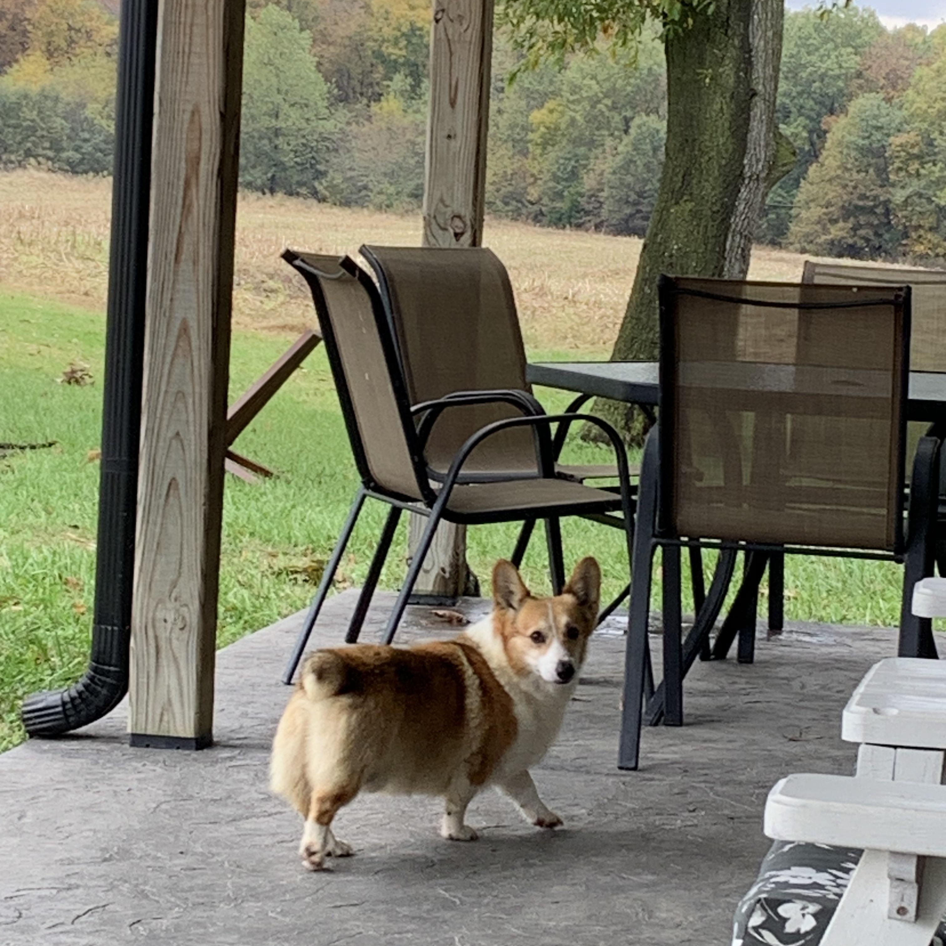 Enlarge Auggie, an adopted Corgi in Clarksburg, MO image 4/6