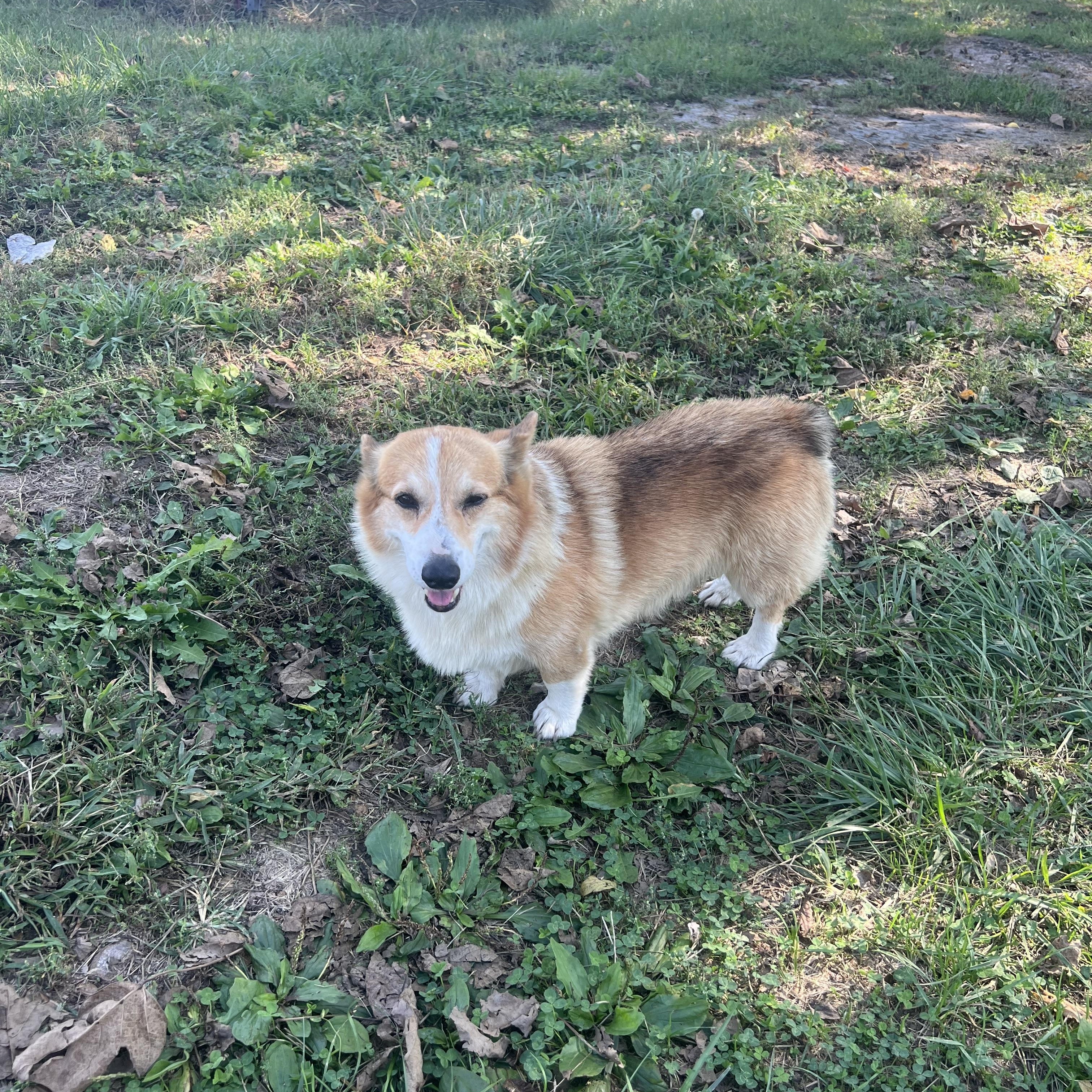 Enlarge Auggie, an adopted Corgi in Clarksburg, MO image 5/6