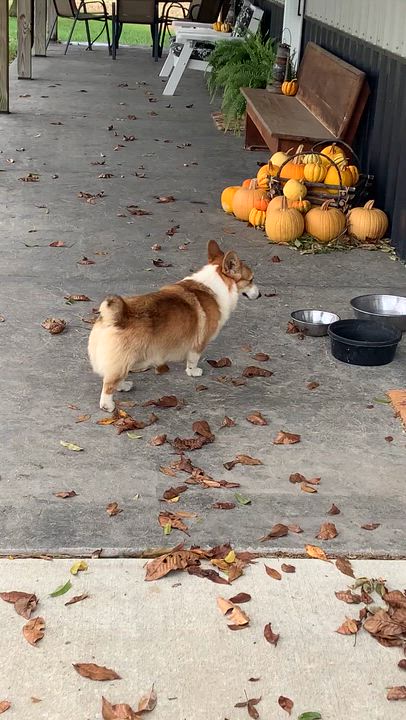 Enlarge Auggie, an adopted Corgi in Clarksburg, MO video 6/6