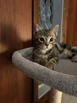 Enlarge Marcus (bonded with Mortimer), a ADOPTABLE mixed breed in Pickering, ON image 3/4