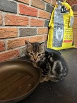 Marcus (bonded with Mortimer), ADOPTABLE, Kitten Male Domestic Short Hair.