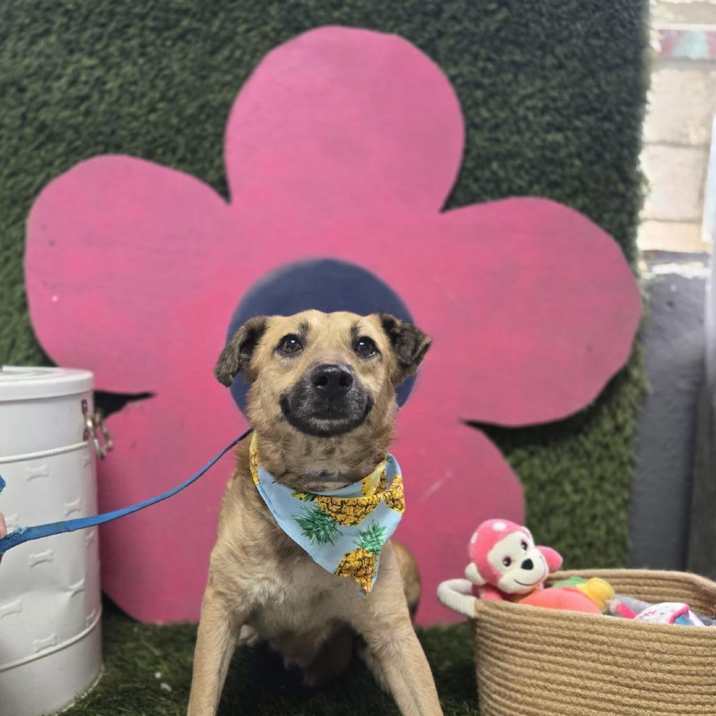 Mario C, Adoptable, Adult Male Mixed Breed.