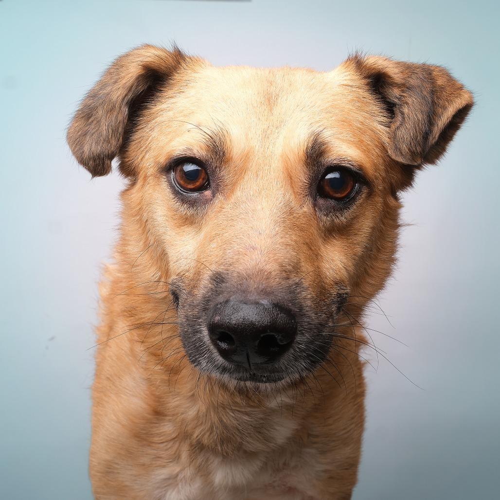 Enlarge Mario C, a Adoptable Mixed Breed in Guaynabo, PR image 2/3