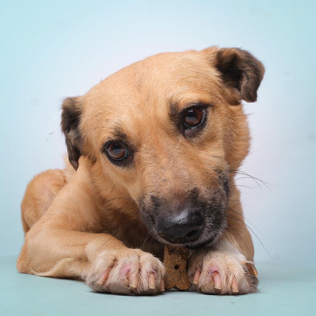 Enlarge Mario C, a Adoptable Mixed Breed in Guaynabo, PR image 3/3