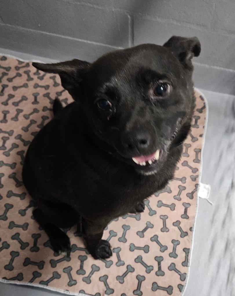 Remy, Adoptable, Adult Male Schipperke & Terrier.