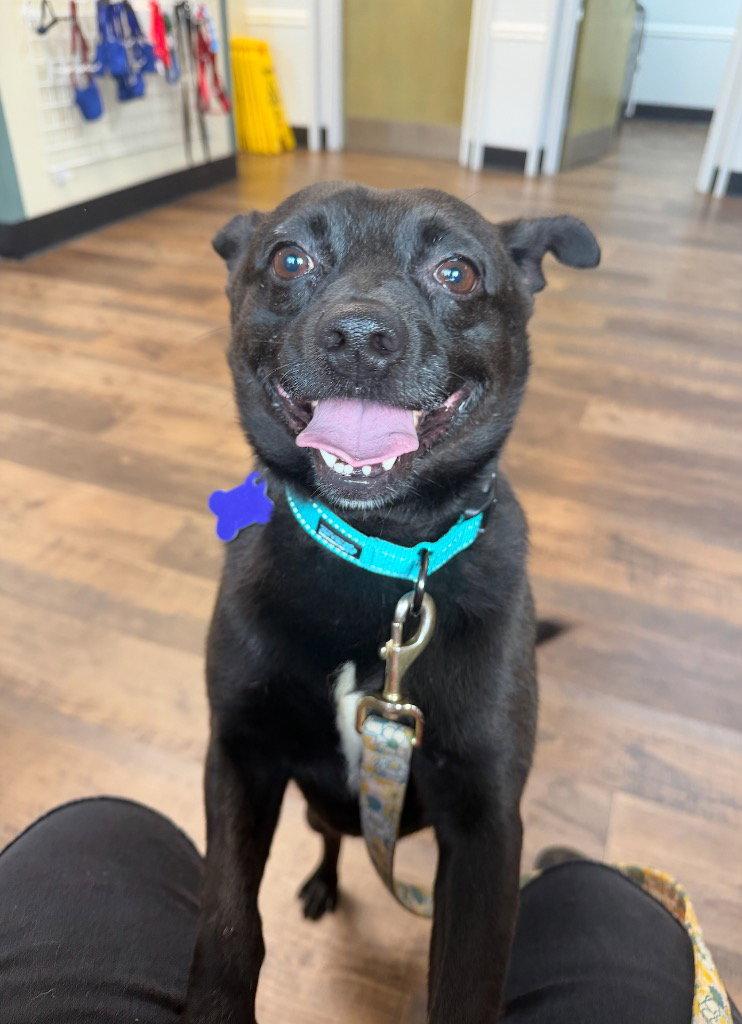 Remy, Adoptable, Adult Male Schipperke & Terrier.