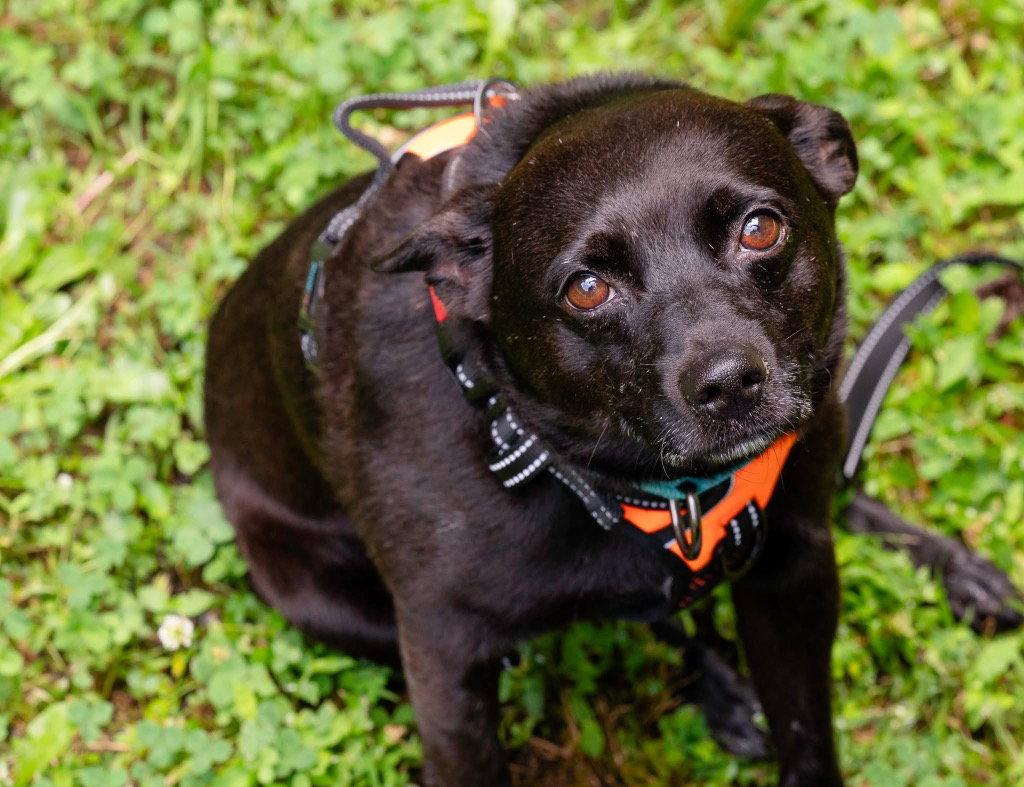 Remy, a Adoptable mixed breed in Ellijay, GA image 2/3