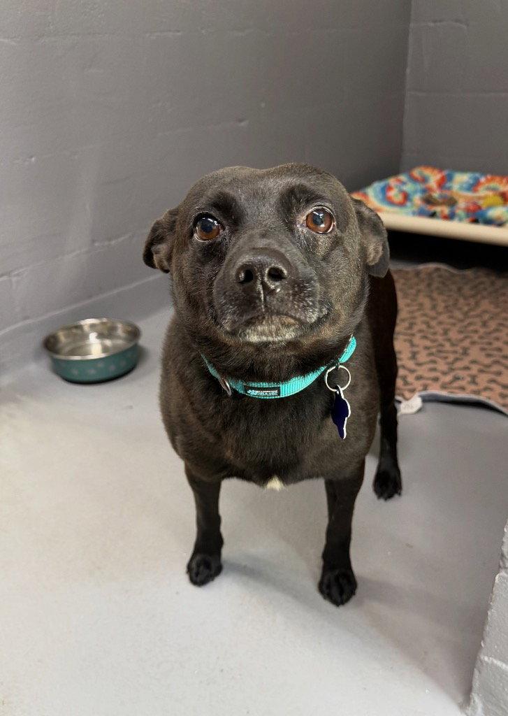 Remy, a Adoptable mixed breed in Ellijay, GA image 2/2