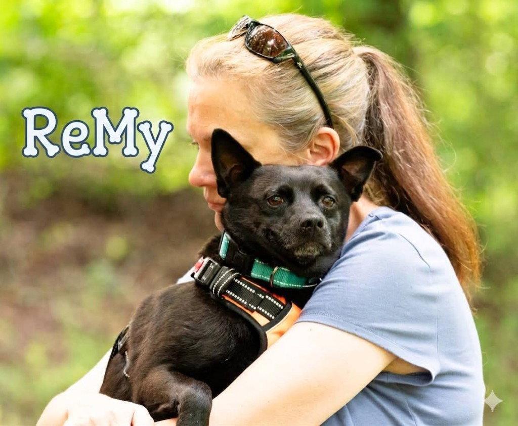 Remy, a Adoptable mixed breed in Ellijay, GA image 3/3