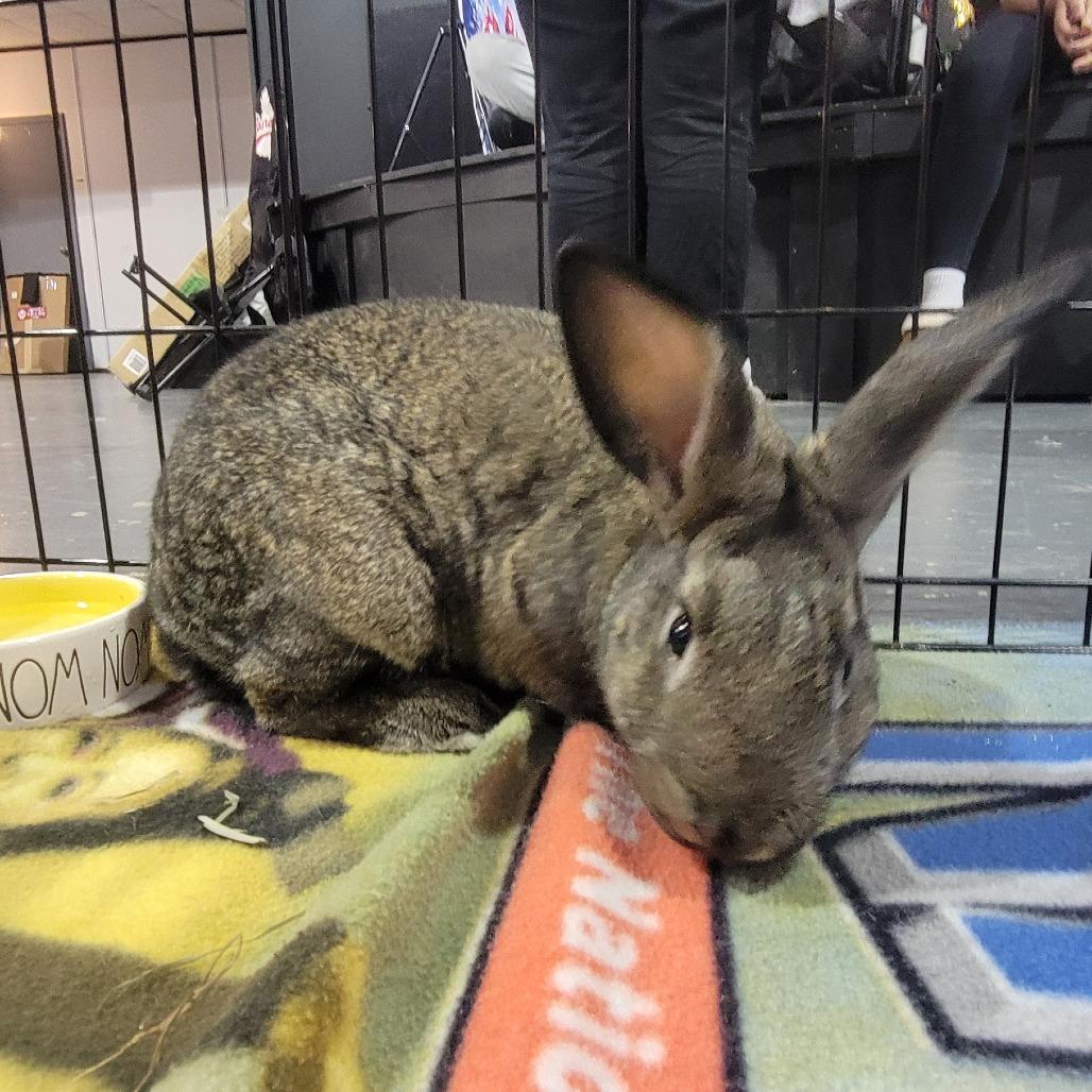 Beast Boy, a Adoptable American in The Woodlands, TX image 1/6