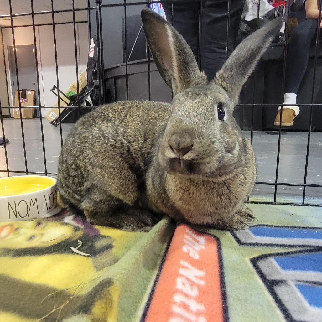 Beast Boy, a Adoptable American in The Woodlands, TX image 2/6