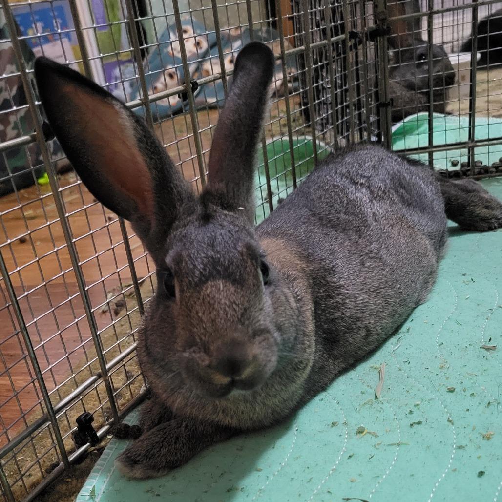 Beast Boy, Adoptable, Young Male American.