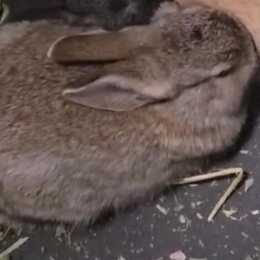 Enlarge Beast Boy, a Adoptable American in The Woodlands, TX image 2/3