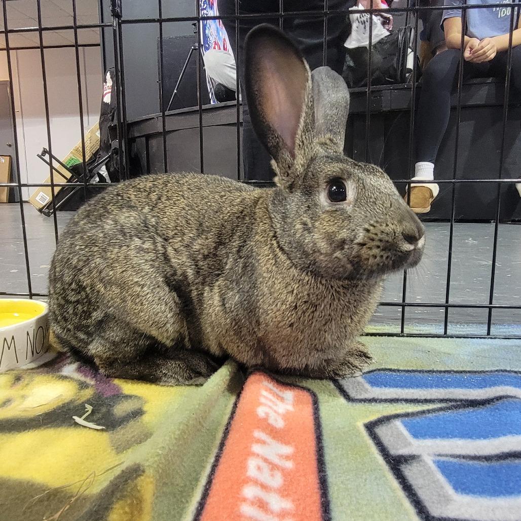 Beast Boy, a Adoptable American in The Woodlands, TX image 5/6