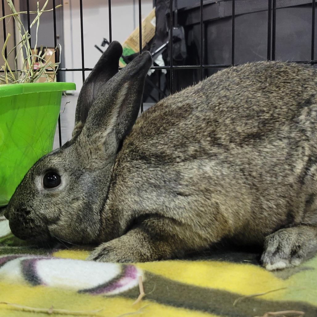 Beast Boy, a Adoptable American in The Woodlands, TX image 6/6