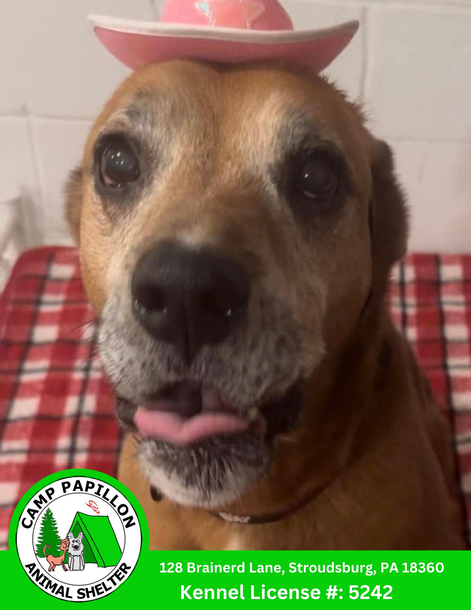 Enlarge Sonny, a Adoptable Hound in Stroudsburg, PA image 2/6