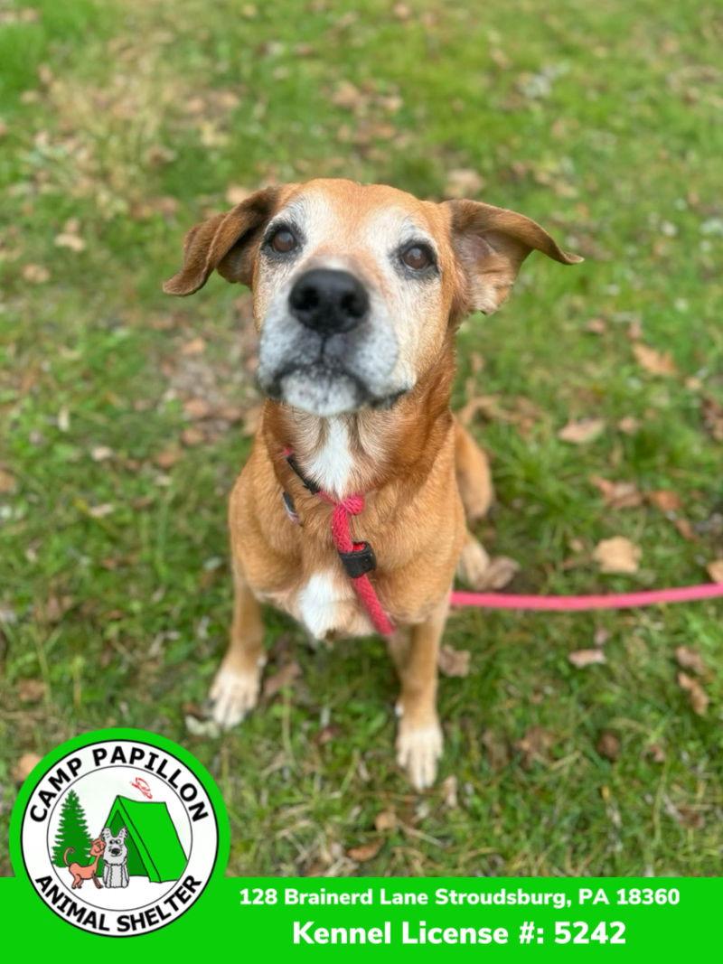 Enlarge Sonny, a Adoptable Hound in Stroudsburg, PA image 2/6