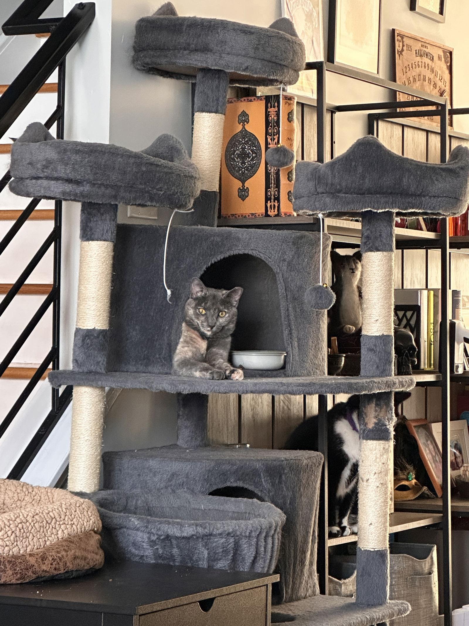 Alexa Grady, Adoptable, Young Female Domestic Short Hair.