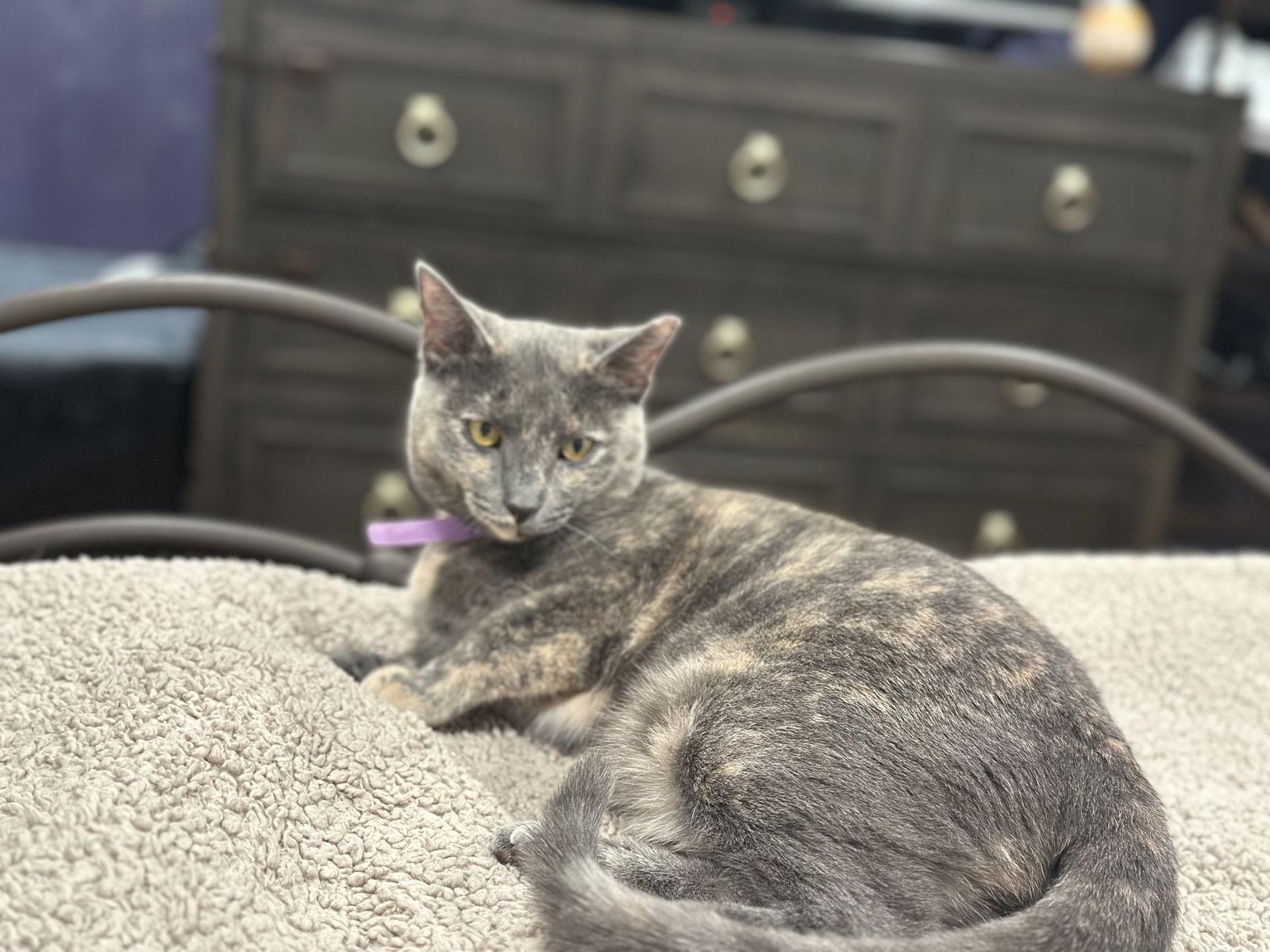 Enlarge Alexa Grady, a Adoptable Domestic Short Hair in Philadelphia, PA image 2/2