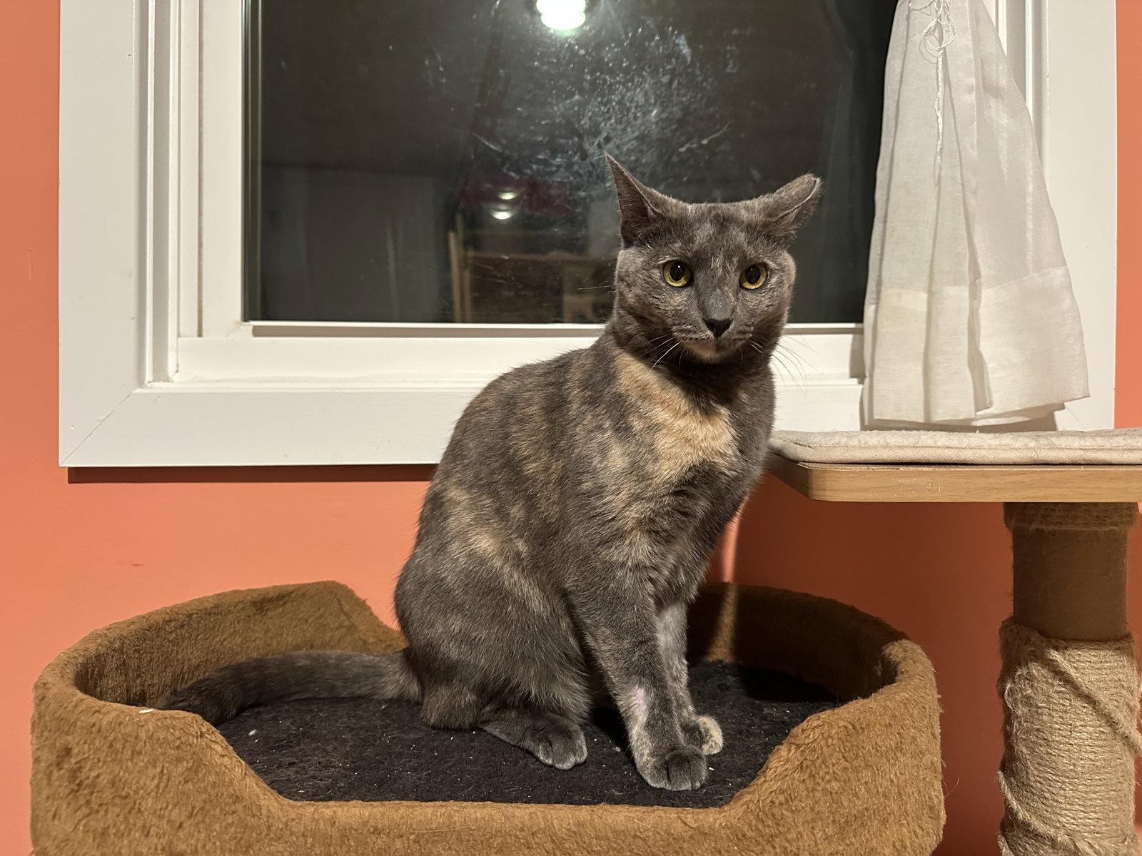Alexa Grady, a Adoptable Domestic Short Hair in Philadelphia, PA image 3/3