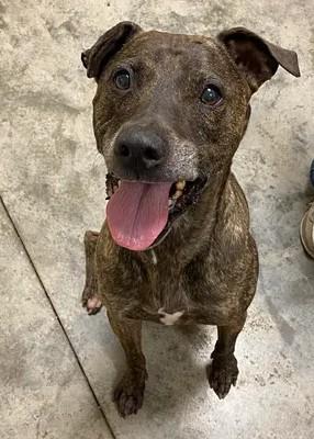Benjamin Button, a Adoptable mixed breed in Lampasas, TX image 1/2