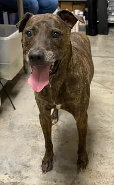 Benjamin Button, a Adoptable mixed breed in Lampasas, TX image 2/2