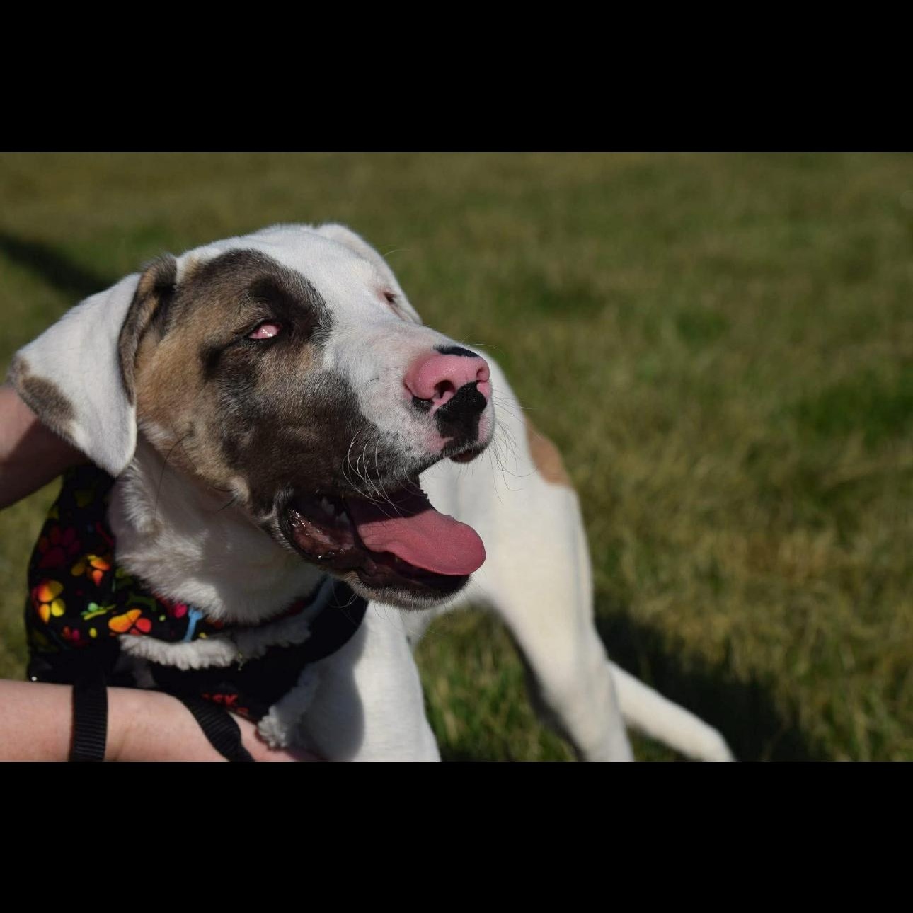 2144 Echo, an adoptable mixed breed in Springfield, MO image 4/5