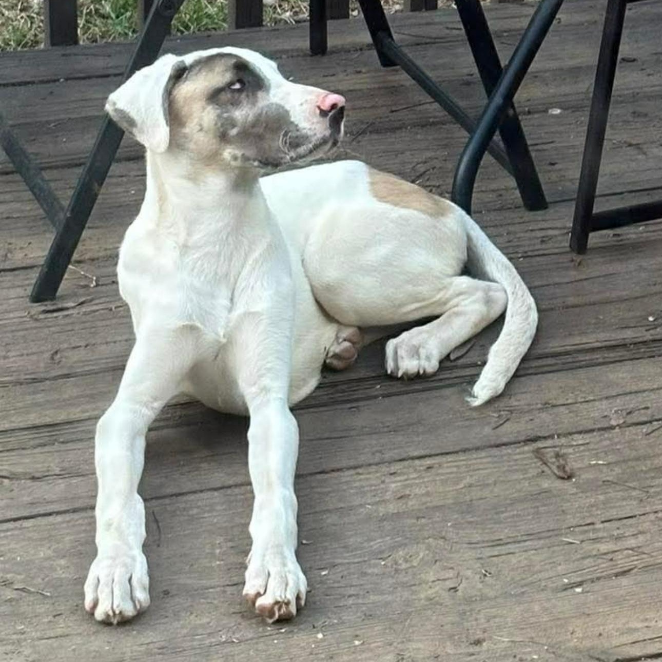 2144 Echo, an adoptable mixed breed in Springfield, MO image 5/5