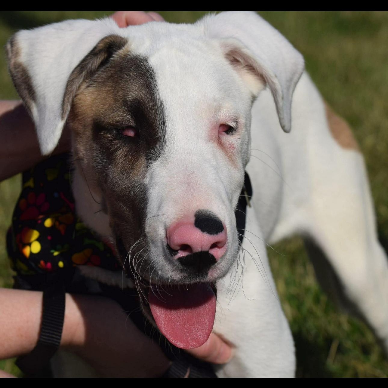 2144 Echo, an adoptable mixed breed in Springfield, MO image 2/5