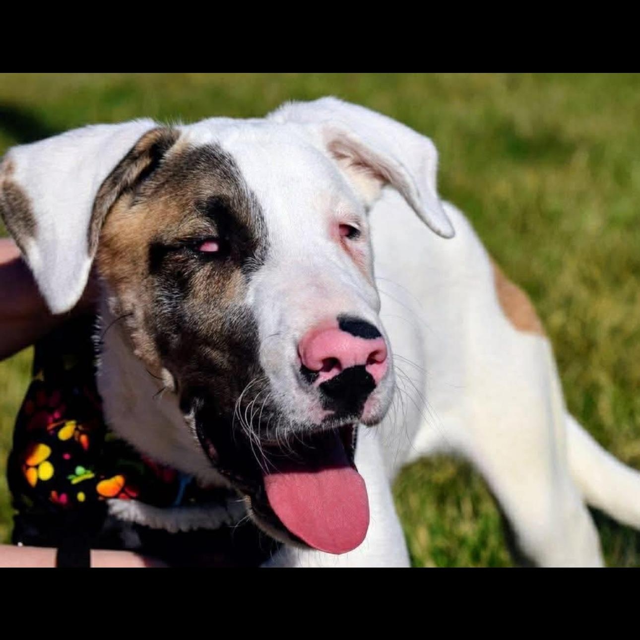 2144 Echo, adoptable, Young Male Great Dane & Catahoula Leopard Dog.