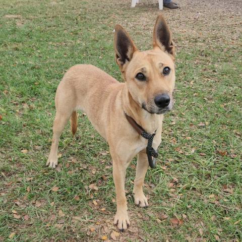 PENNY, Adoptable, Young Female German Shepherd Dog & Mixed Breed.