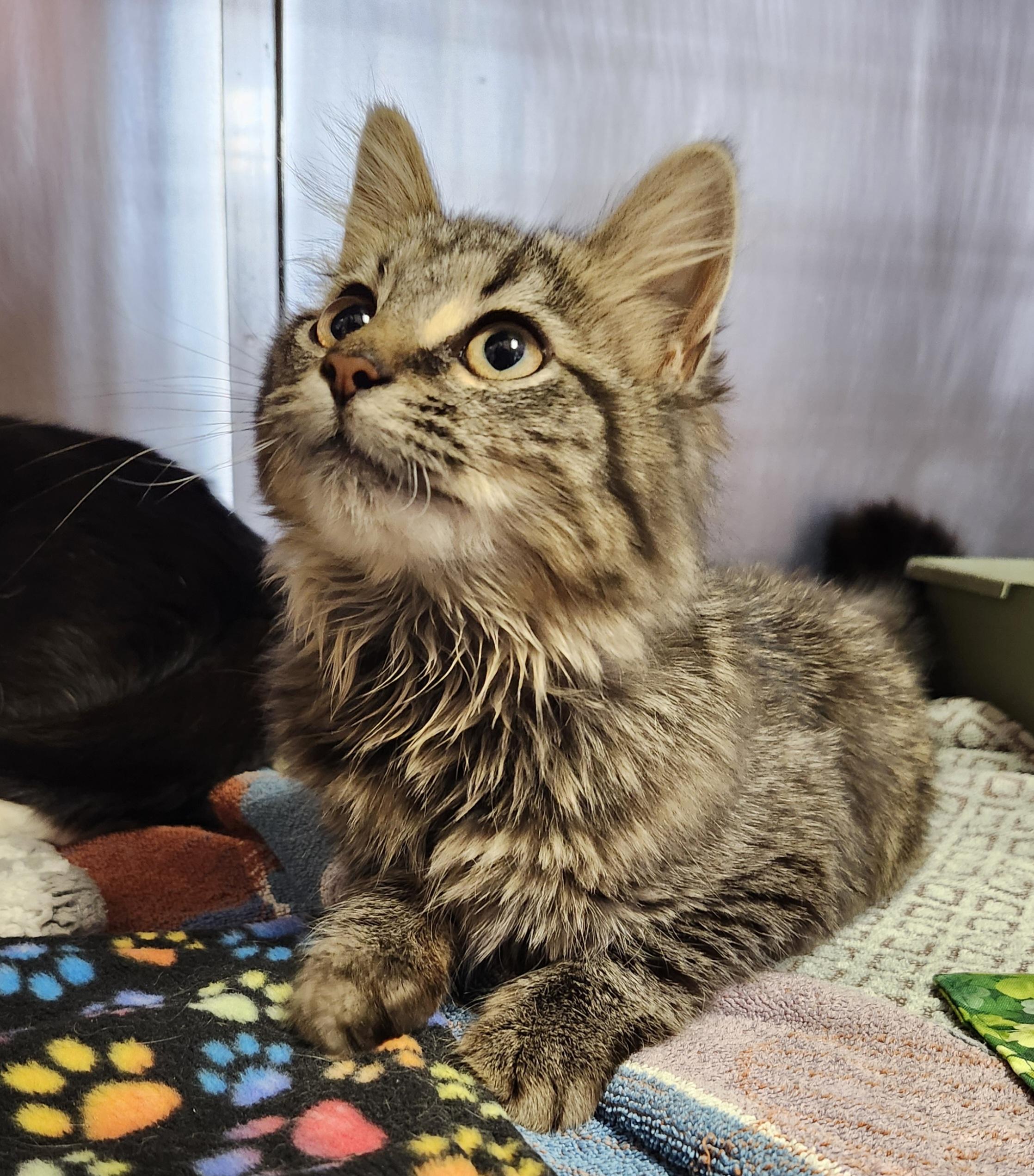 Flower — thumbnail 2