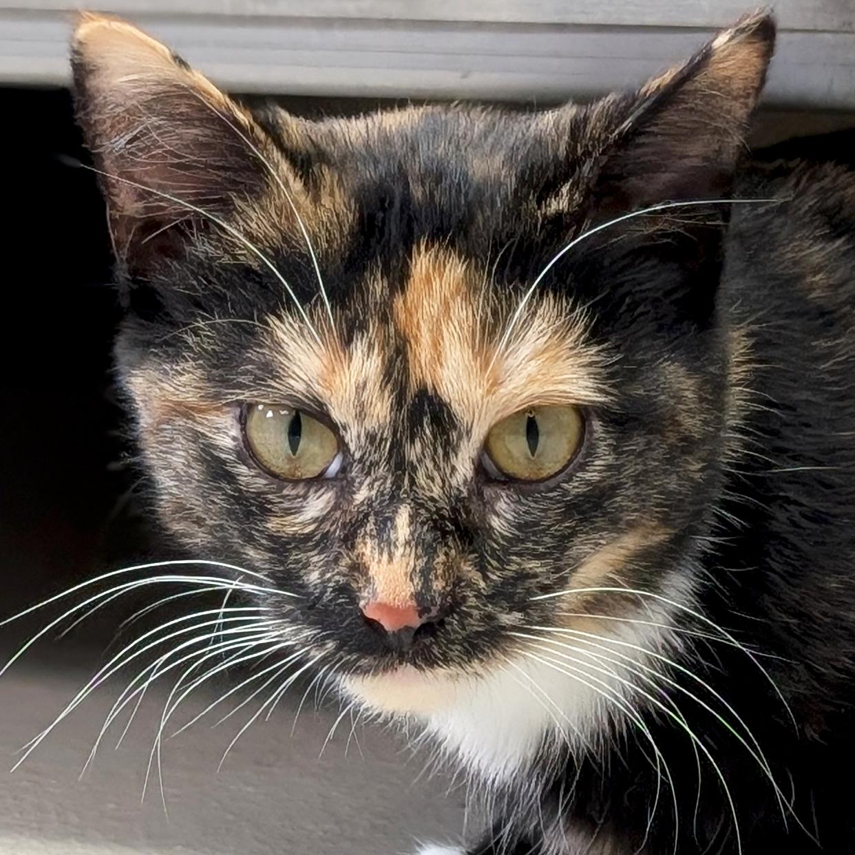 Starlette, ADOPTABLE, Young Female Domestic Short Hair.