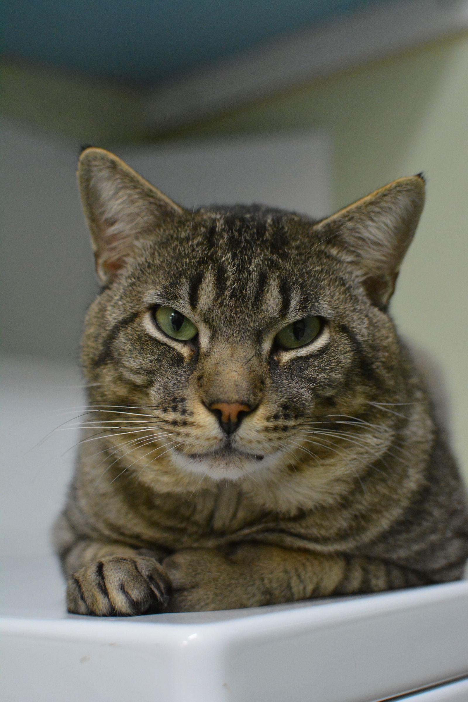 Zéphir — thumbnail 2