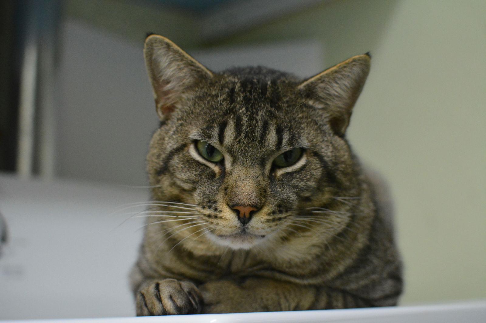 Zéphir — thumbnail 3