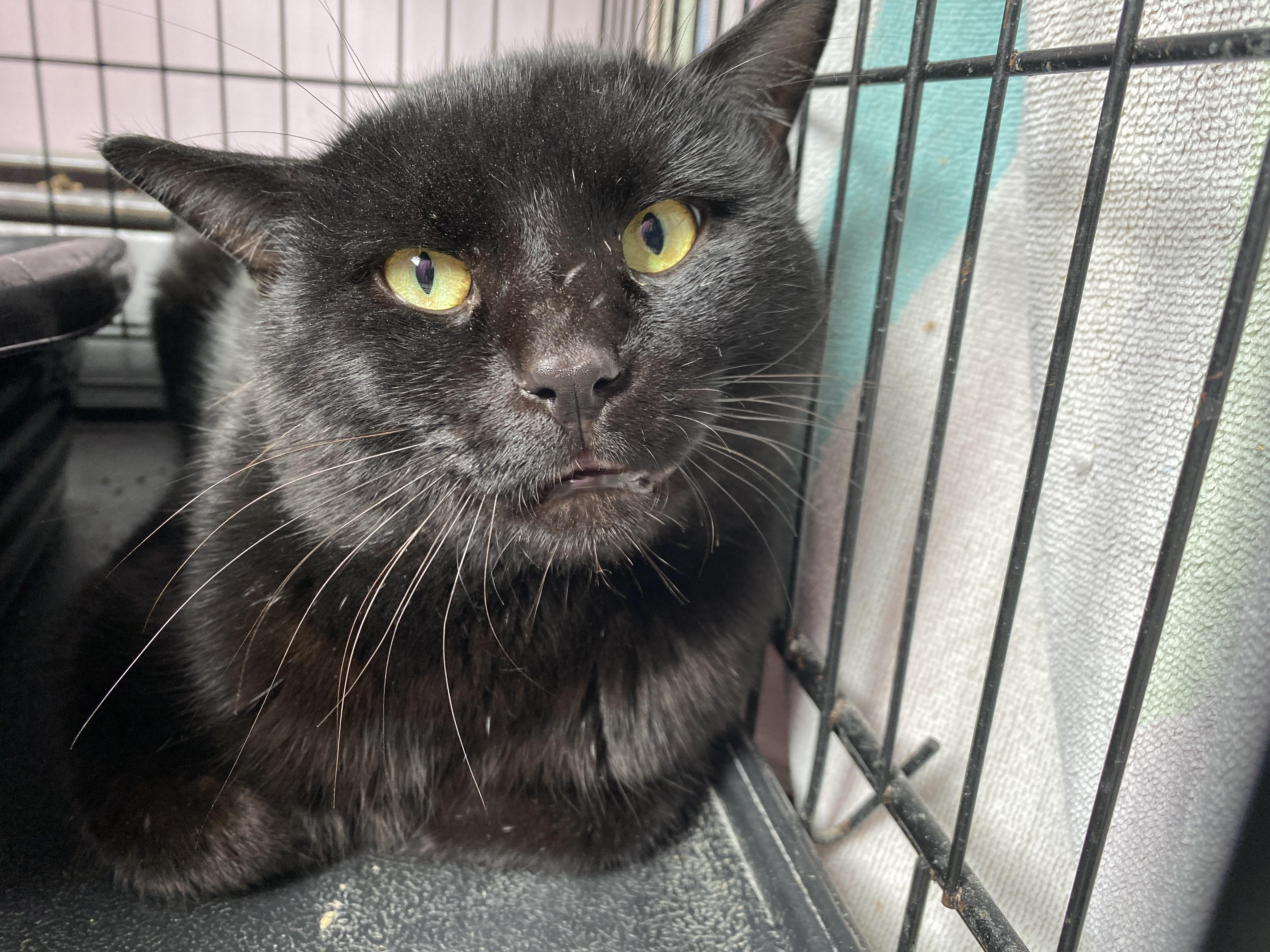 Enlarge Hoagie, a ADOPTABLE Domestic Short Hair in Salisbury, MA image 1/3