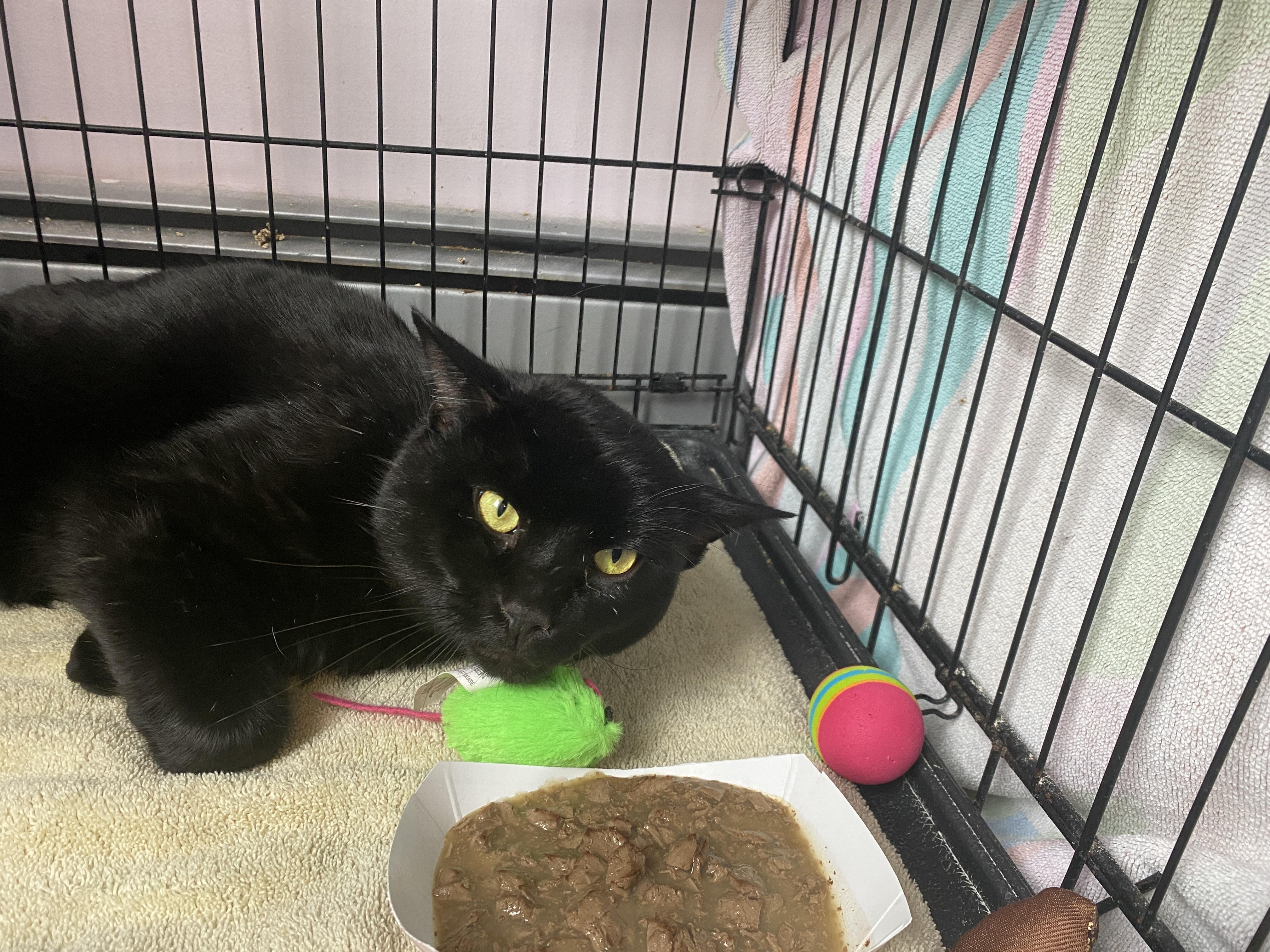 Enlarge Hoagie, a ADOPTABLE Domestic Short Hair in Salisbury, MA image 3/3